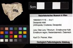 Foto (Objket + Etiketten) von Decapoda indet. 